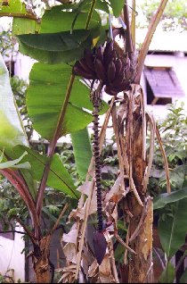 landscape near Galway