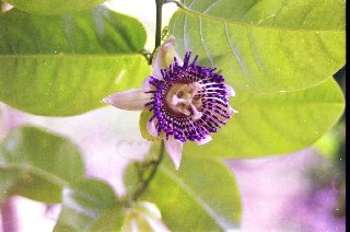 aaron island in the background
