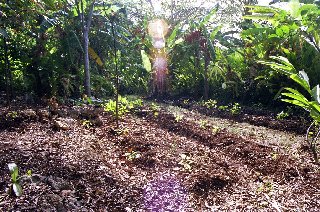 Stones moos and water