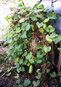 brown grass at spiddal