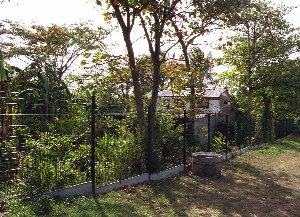 cows in a cruel landscape