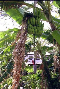 Bananier avec maison en arriere-plan