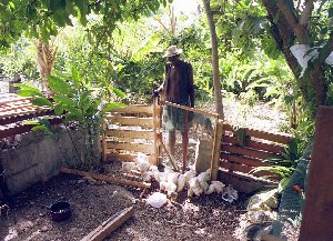 FAFA und seine H�hner