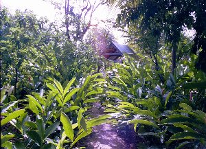 irish moos in nature