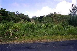 Hohes Gras, H�gellig aber kein Tropenwald