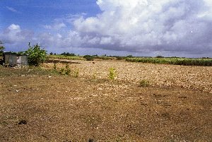 Im Hintergrund steht noch etwas Zuckerrohr