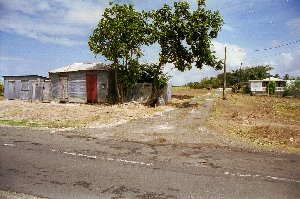 H�tte unter Brotfruchtb�umen