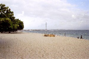 Feigenb�ume, feiner Sand, ruhige See