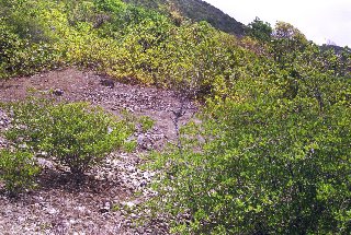 Ger�ll und stachelige B�sche