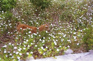 brown grass at spiddal