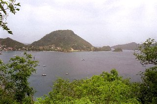 cows in a cruel landscape