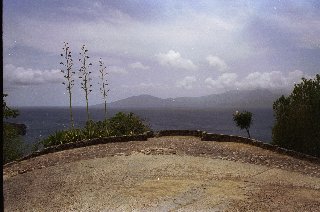 irish moos in nature
