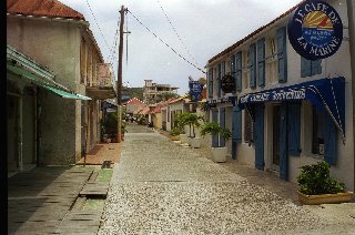 cows in a cruel landscape