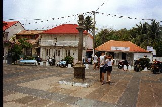 irish moos in nature