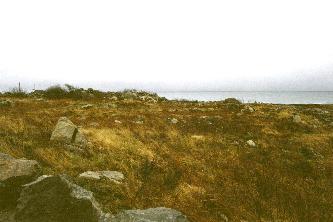 brown grass at spiddal