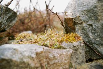 Stones moos and water