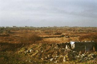 irish moos in nature