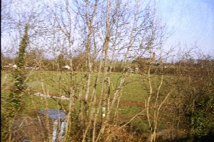 irish moos in nature